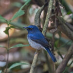 Hainan Blue Flycatcher (image by Pete Morris)