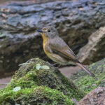 Hainan Blue Flycatcher female (image by Pete Morris)