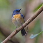 Hainan Blue Flycatcher (with the orange breast) of the localised form (klossi) (image by Pete Morris)
