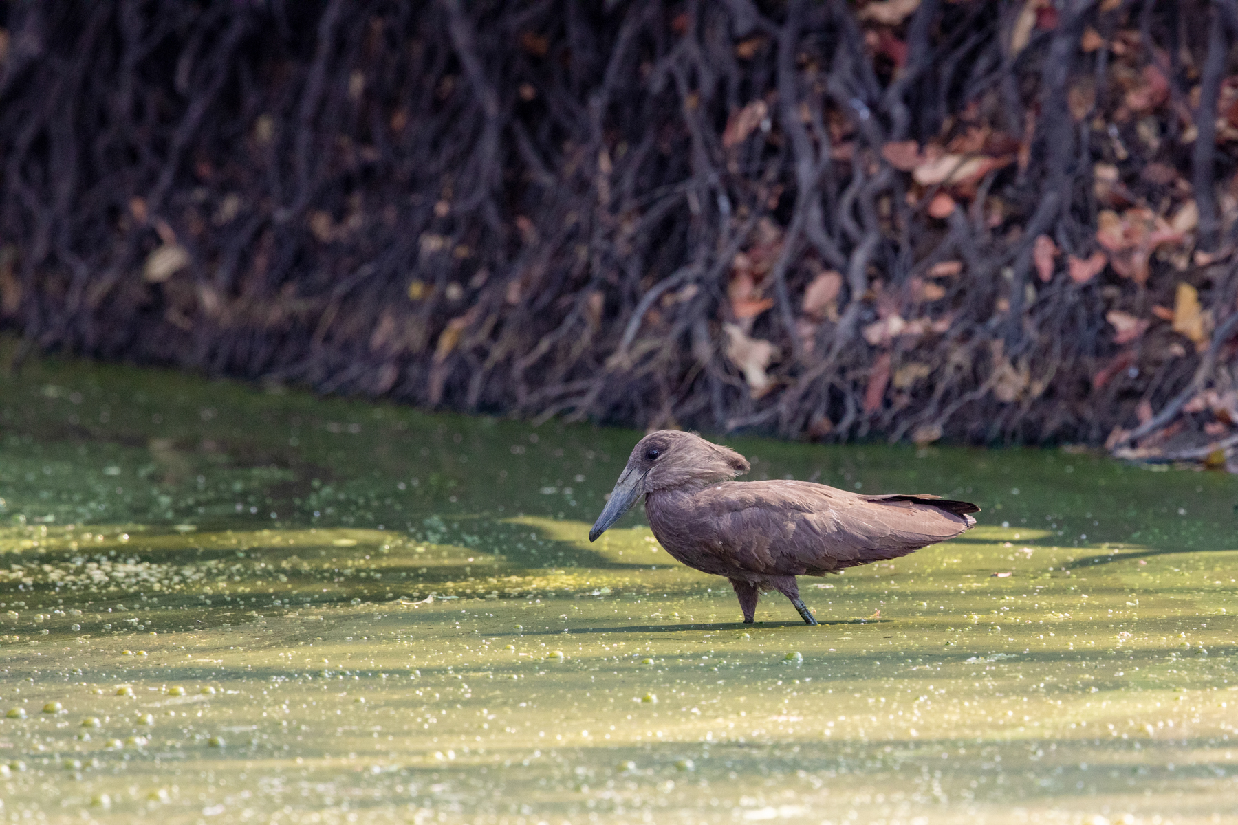A Hamerkop wades through an algae-filled pool searching for breakfast (image by Inger Vandyke)