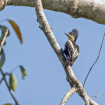 Adorable Heart-spotted Woodpecker (image by Pete Morris)