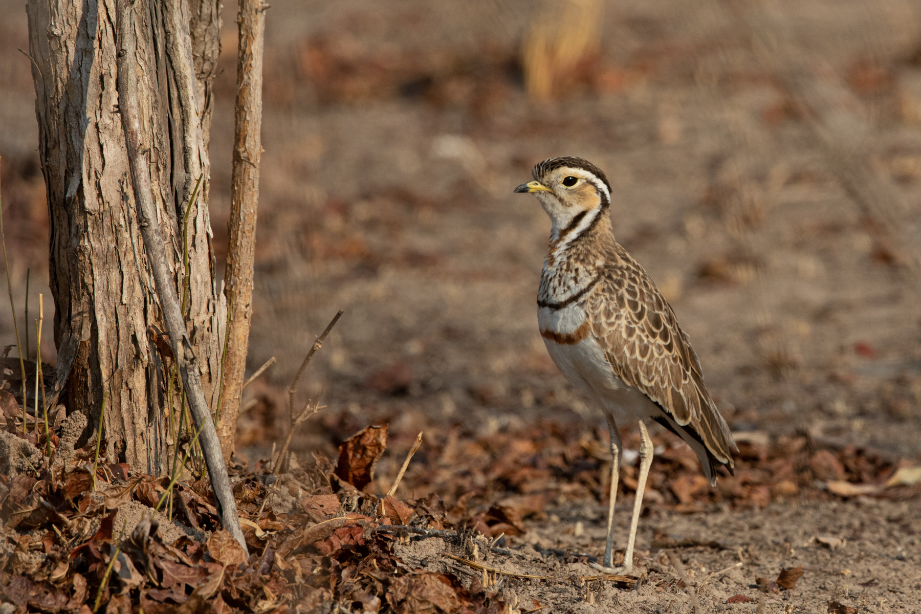 A beautiful Heuglin's Courser at sunrise (image by Inger Vandyke)