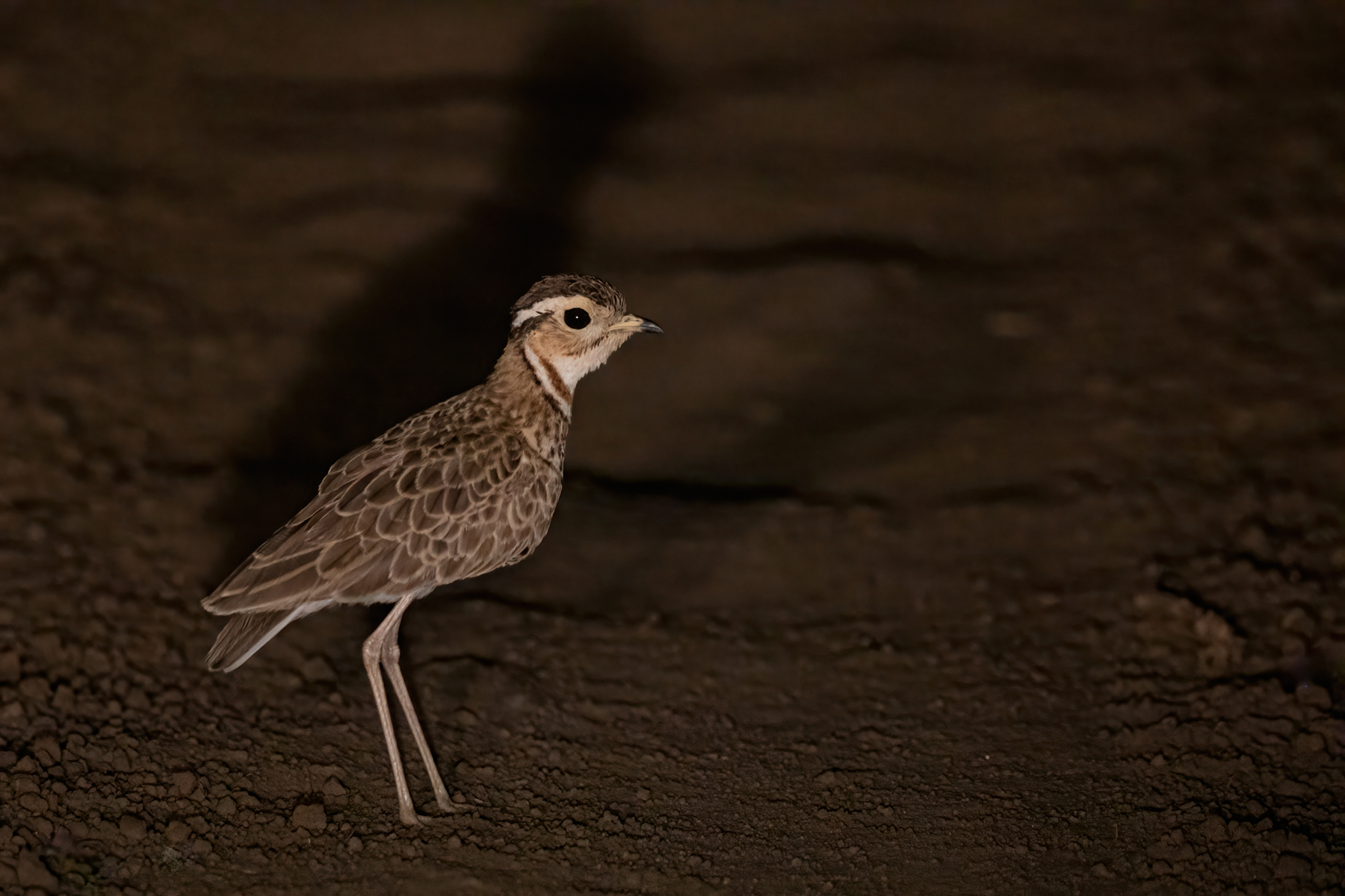 A Heuglin's Courser seen on a night safari in South Luangwa (image by Inger Vandyke)