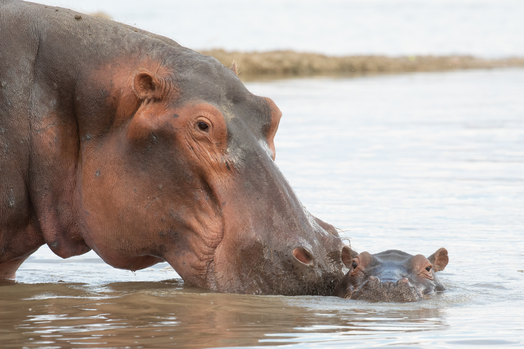 Mother hippo nudging her baby in the Luangwa River (image by Inger Vandyke)