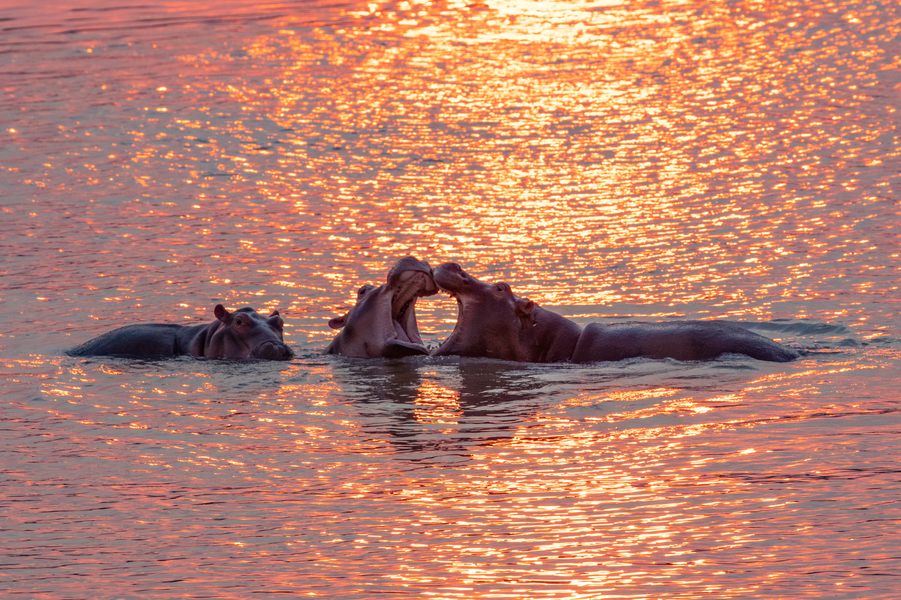 Hippos facing off at sunset (image by Inger Vandyke)