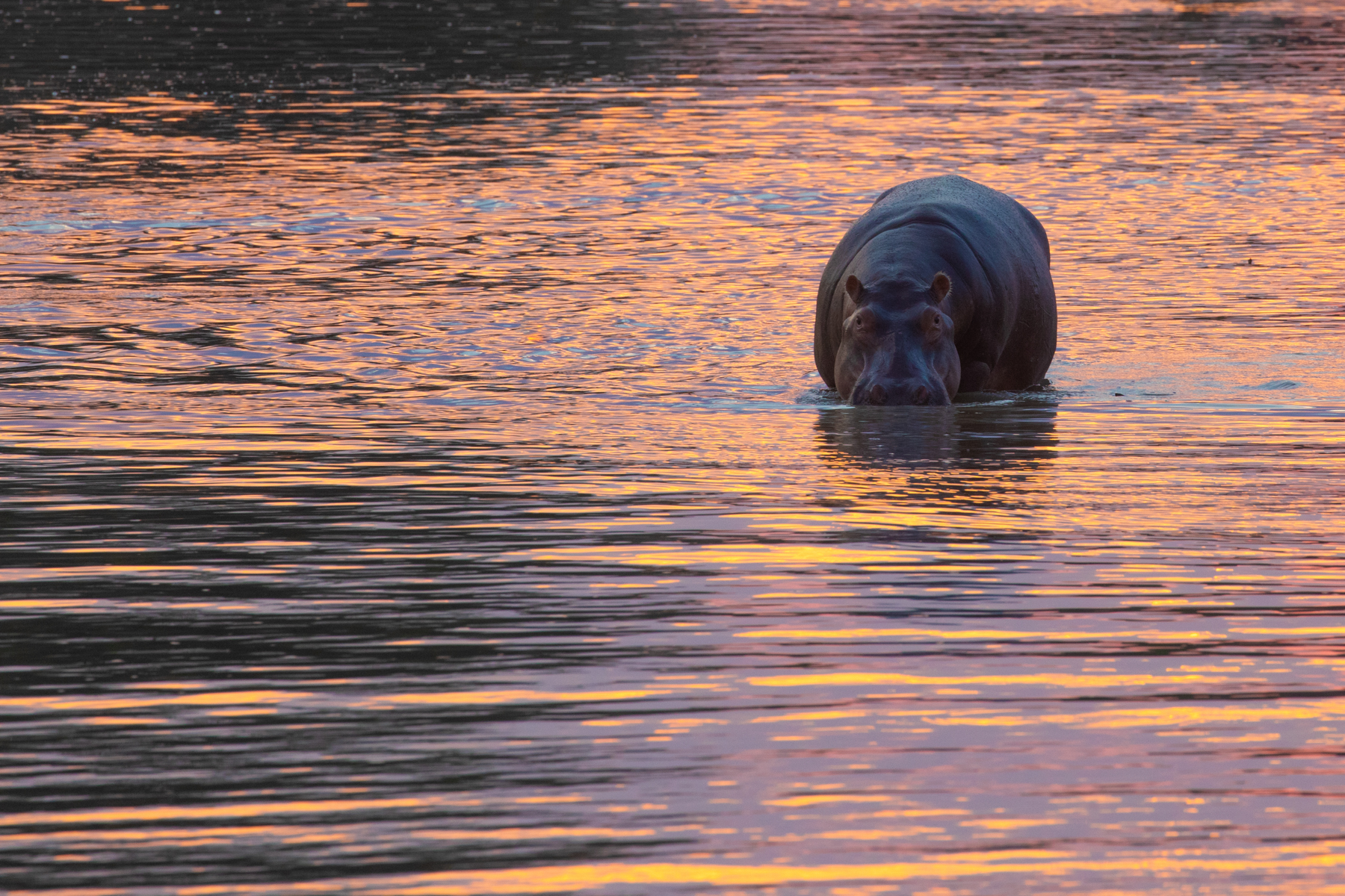 Sunset reflections of a hippo in the Luangwa River (image by Inger Vandyke)