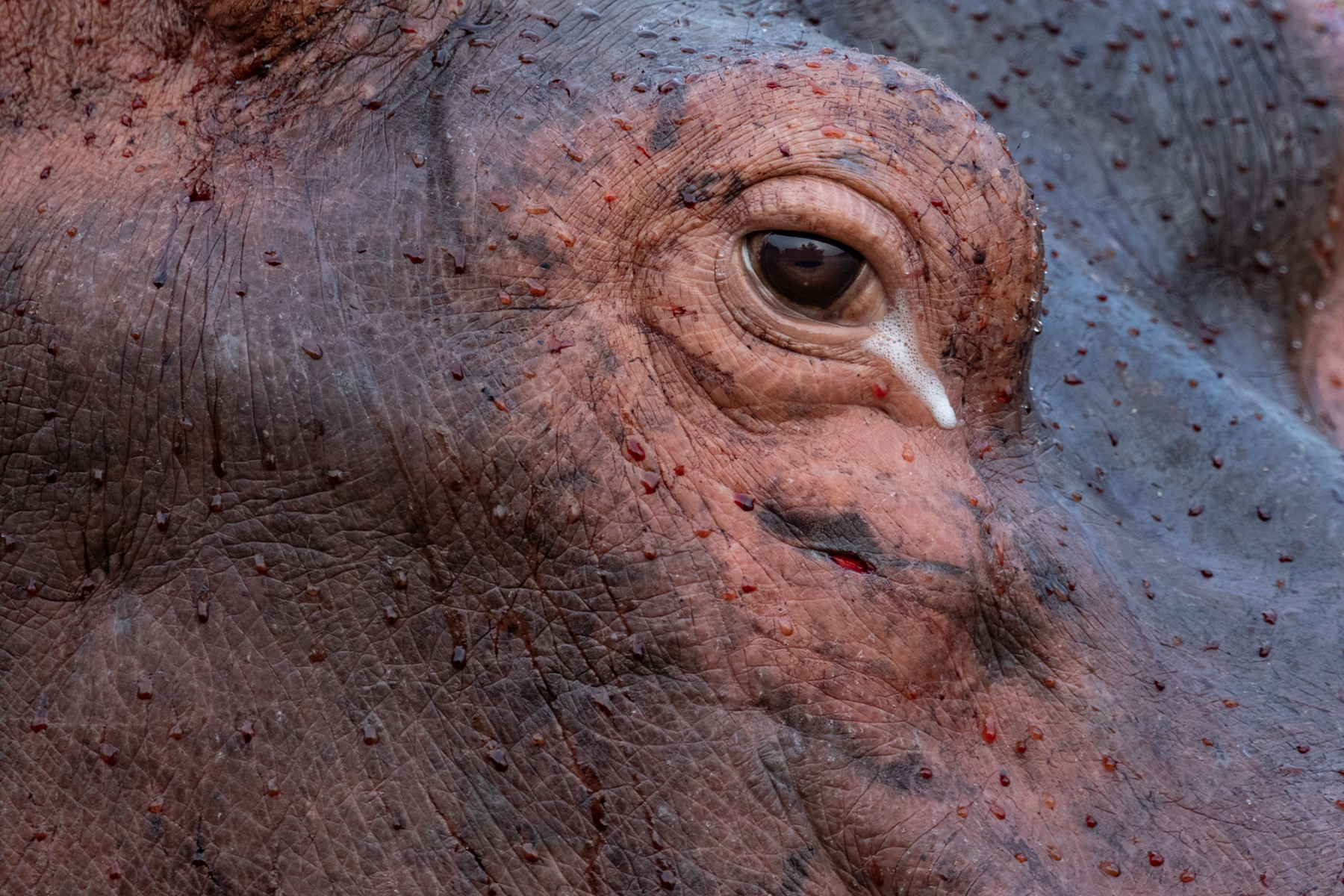 Who knew that the sweat of a hippo is red? And that he has a foamy tear? (image by Inger Vandyke)