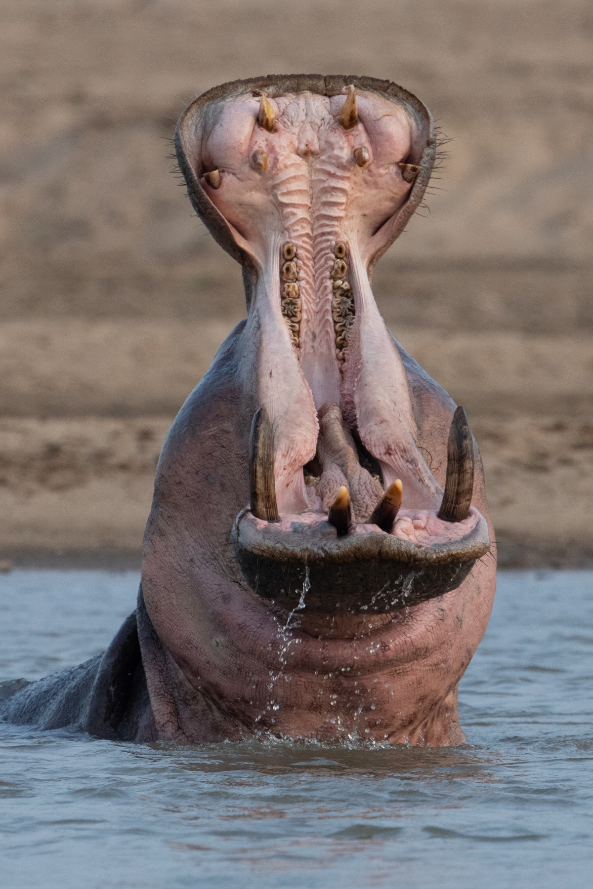 Hippo showing off his 'flip top head' (image by Inger Vandyke)
