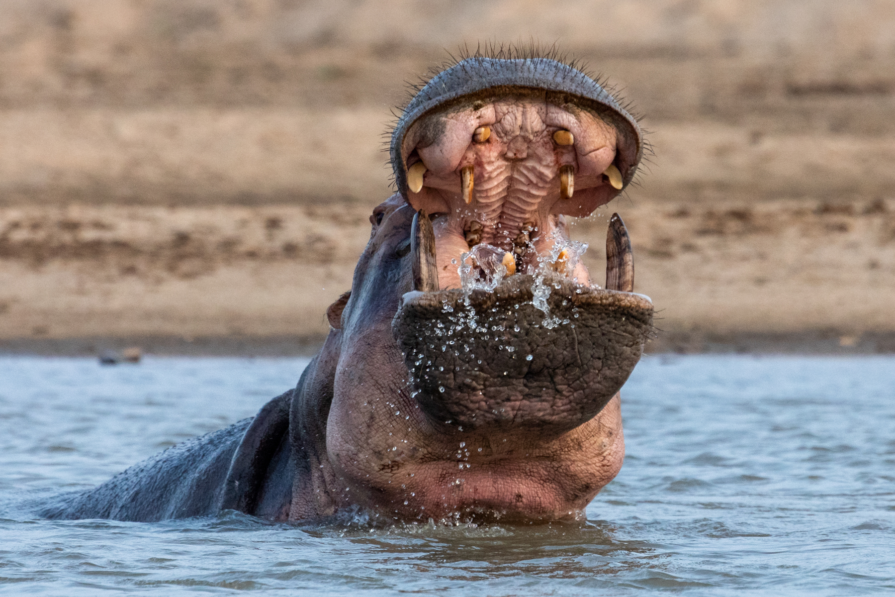 Water splashes from the mouth of a hippo during an aggression display (image by Inger Vandyke)