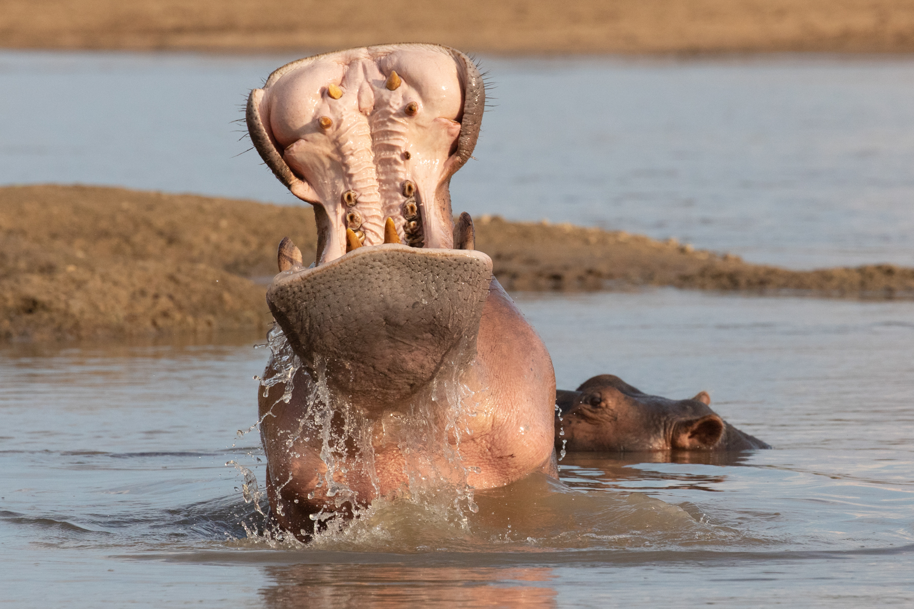 Eye level with a yawning hippo (image by Inger Vandyke)