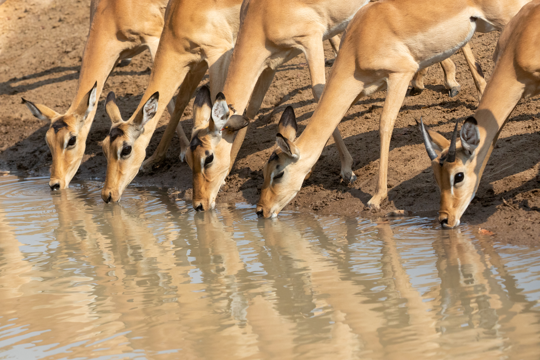 Reflections of a herd of Impala drinking in a pool (image by Inger Vandyke)