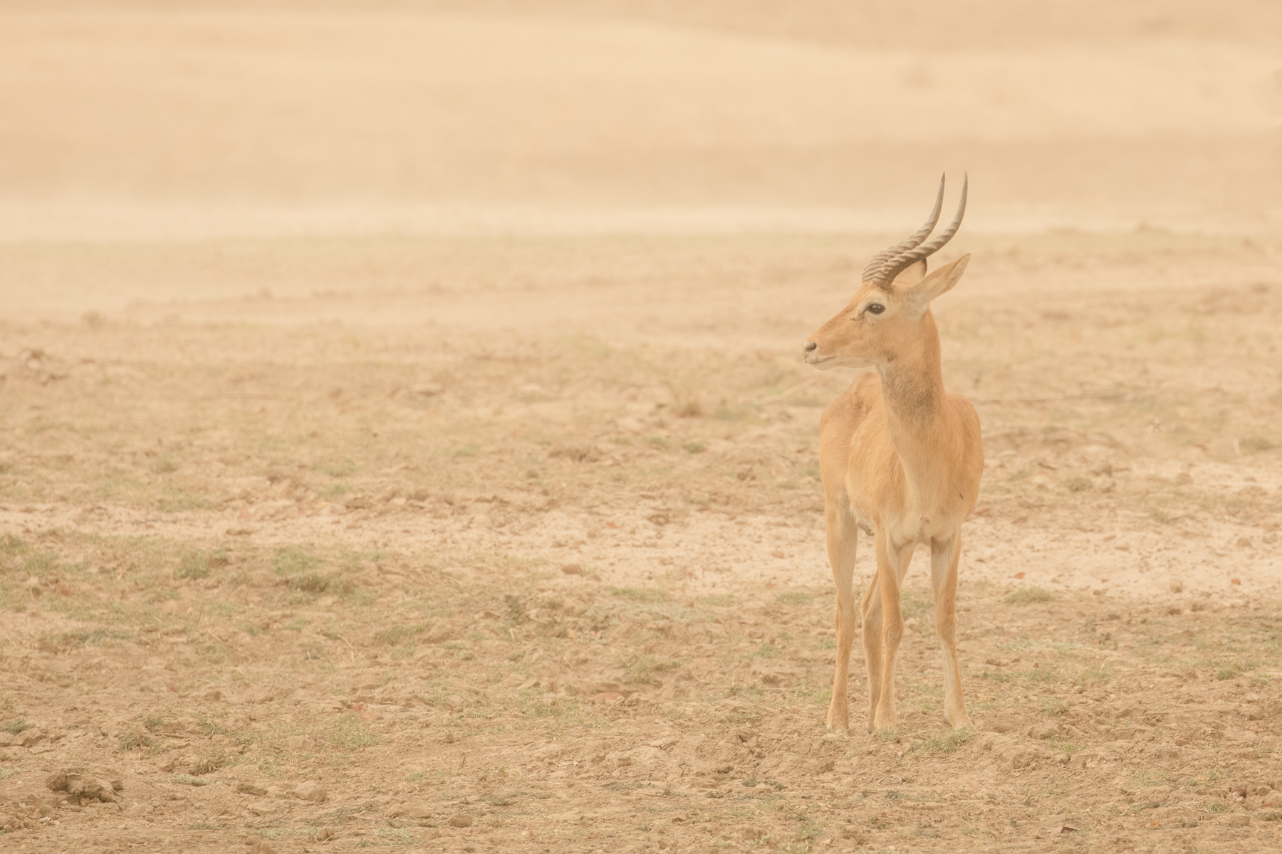 An Impala gets caught in a momentary dust storm near the Luangwa River (image by Inger Vandyke)