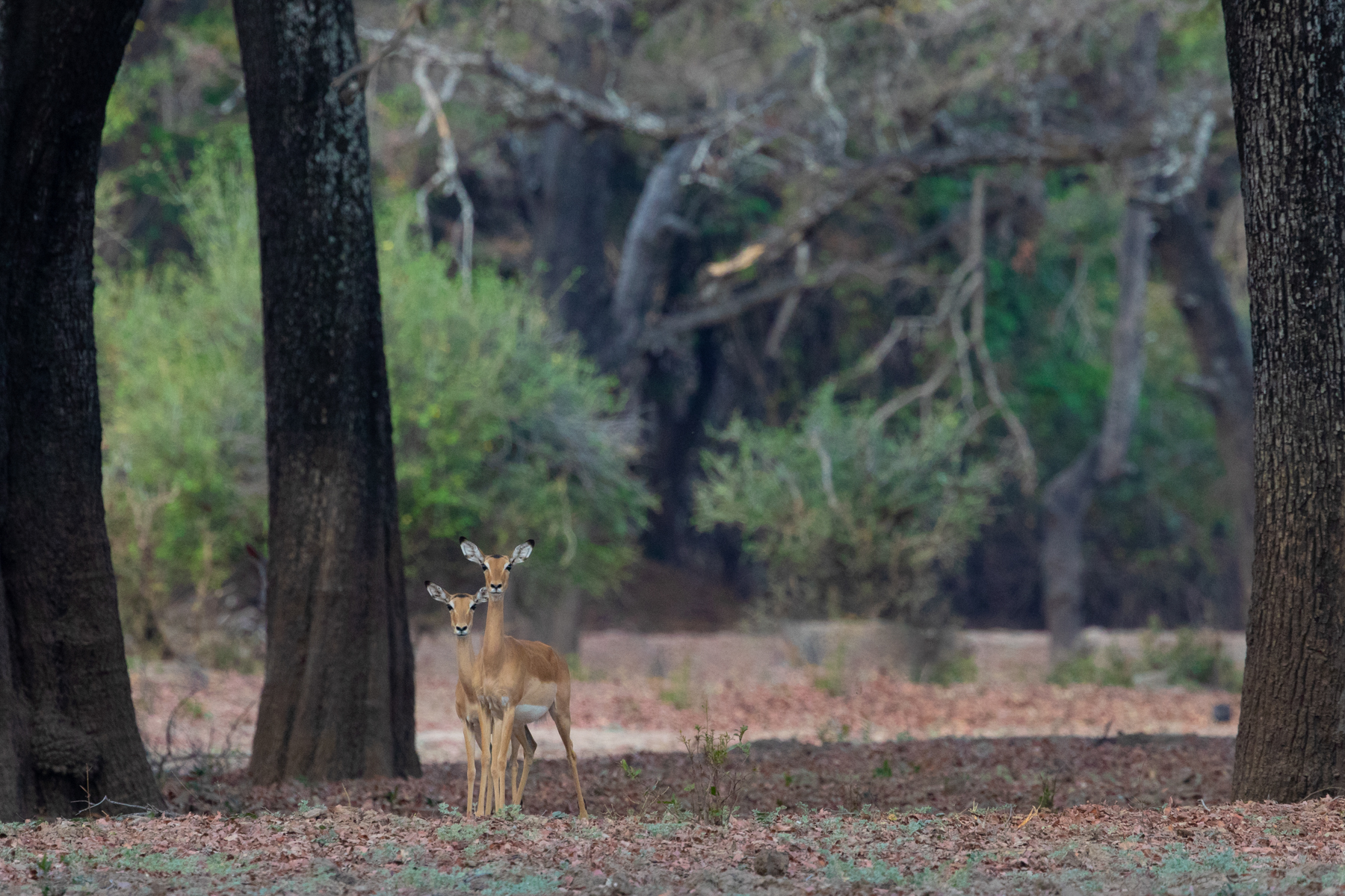 A pair of beautiful Impalas inside the Ebony forests of South Luangwa (image by Inger Vandyke)