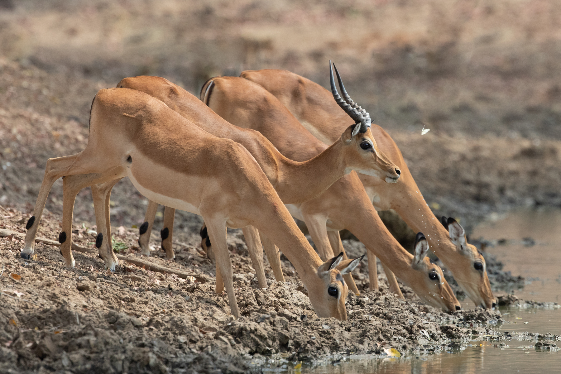 Impalas sharing their drinking hole with a flock of butterflies (image by Inger Vandyke)