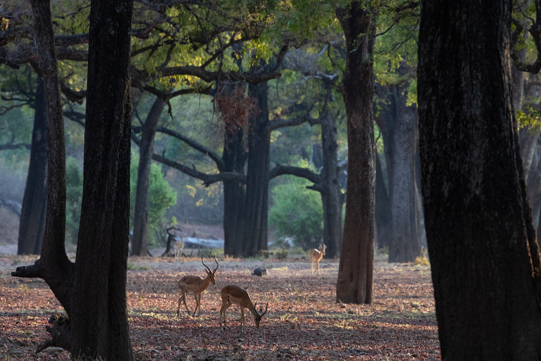 The magical ebony woodlands of South Luangwa (image by Inger Vandyke)