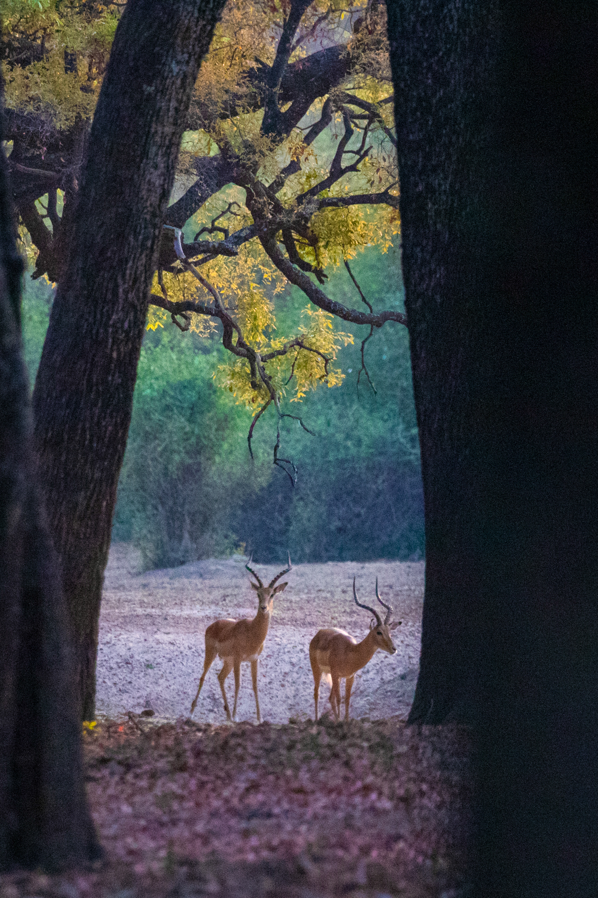 Impalas wander through the magical Ebony forests of South Luangwa. At first light they are like a photographer's wonderland (image by Inger Vandyke)
