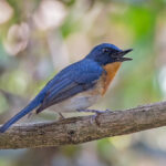 An Indochinese Blue Flycatcher singing (image by Pete Morris)
