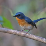 Indochinese Blue Flycatcher (image by Pete Morris)
