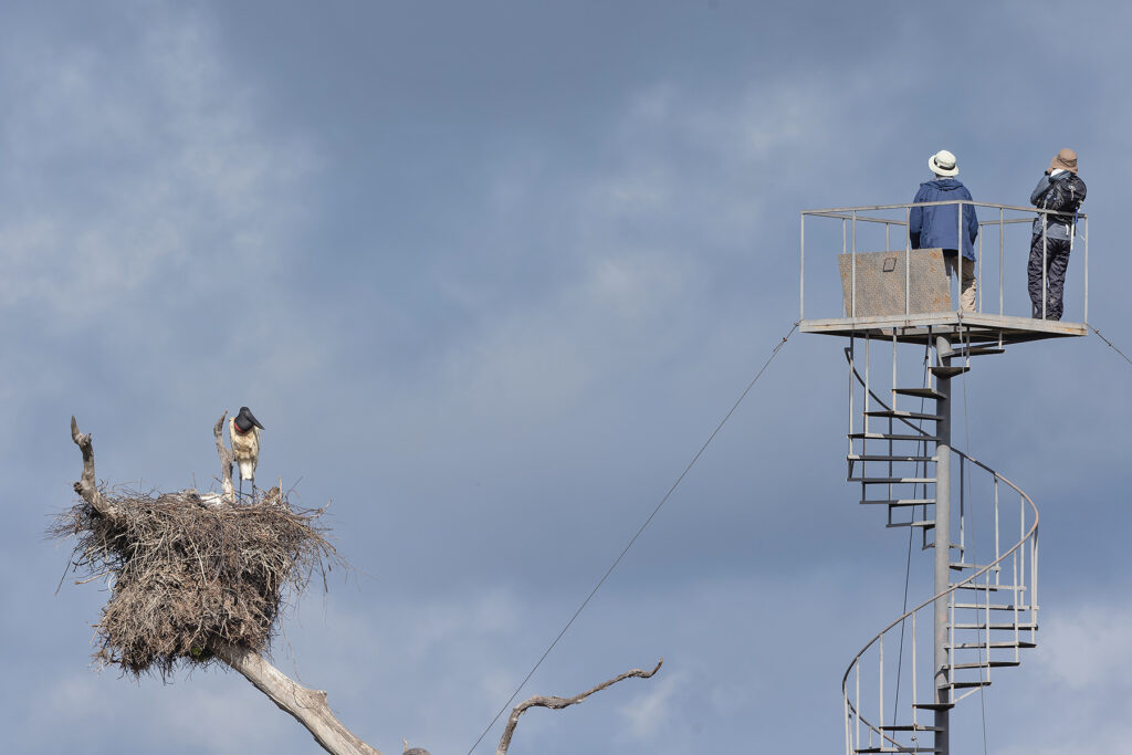 The Stork Tower in the Pantanal (image by Pete Morris)
