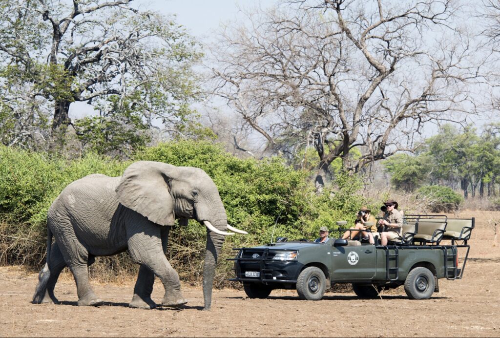 Open-sided and open-topped, our safari vehicles in South Luangwa are ideal for photography (image by Kaingo Camp)
