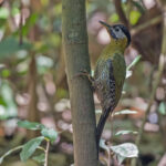 Laced Woodpecker (image by Pete Morris)