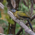 Laced Woodpecker (image by Pete Morris)