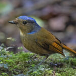 Large Niltava female (image by Pete Morris)