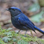 Large Niltava (image by Pete Morris)