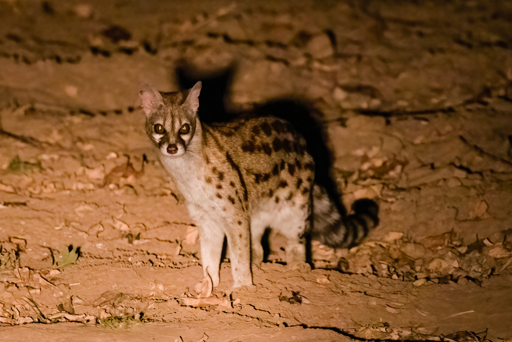 Large Spotted Genet seen on one of our night drives in South Luangwa (image by Inger Vandyke)