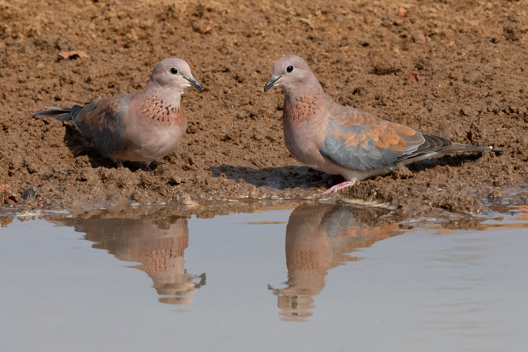 Although common, Laughing Doves can look very pretty up close (image by Inger Vandyke)