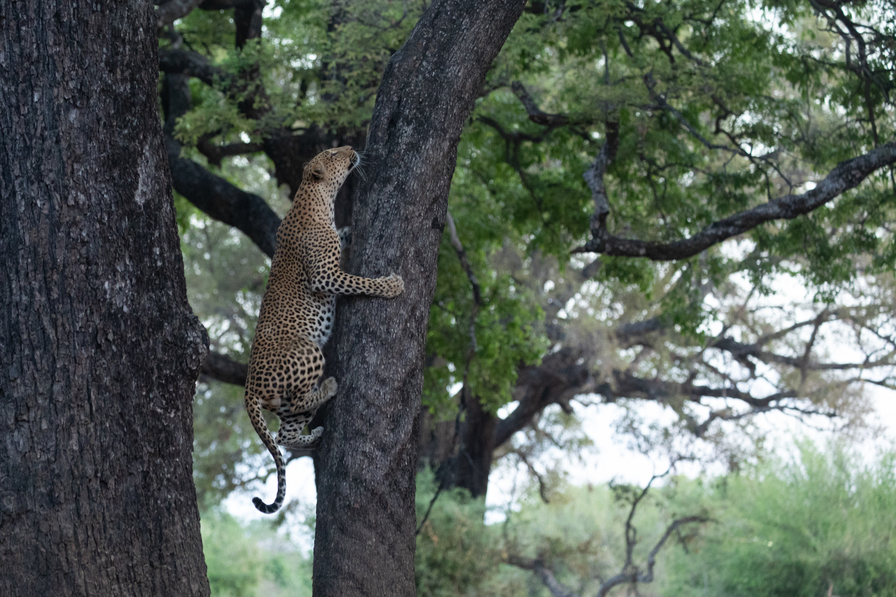 Powerful and extremely agile, a male leopard scales an Ebony Tree to reach the prey he stashed in the upper branches (image by Inger Vandyke)