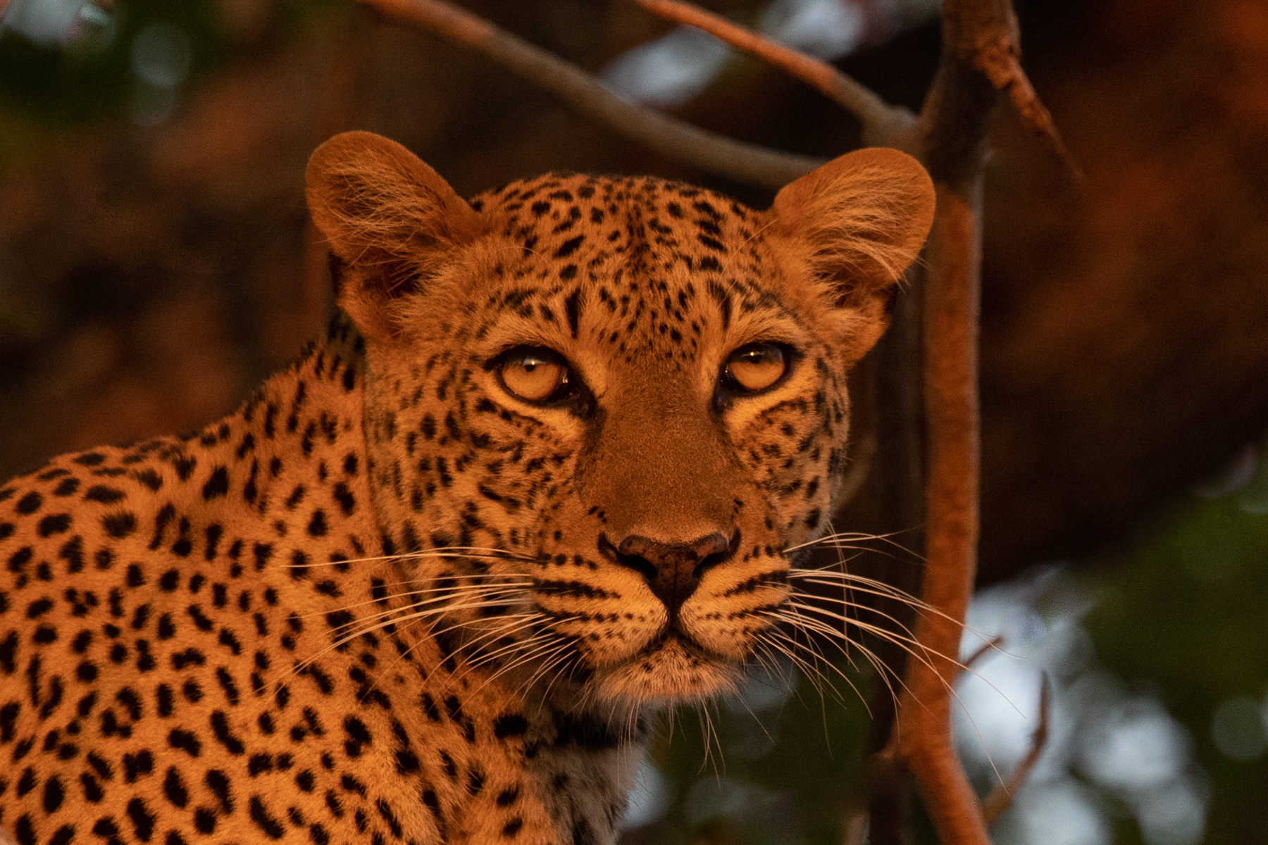 A sleepy leopard wakes at sunset and gets ready for a night of prowling (image by Inger Vandyke)