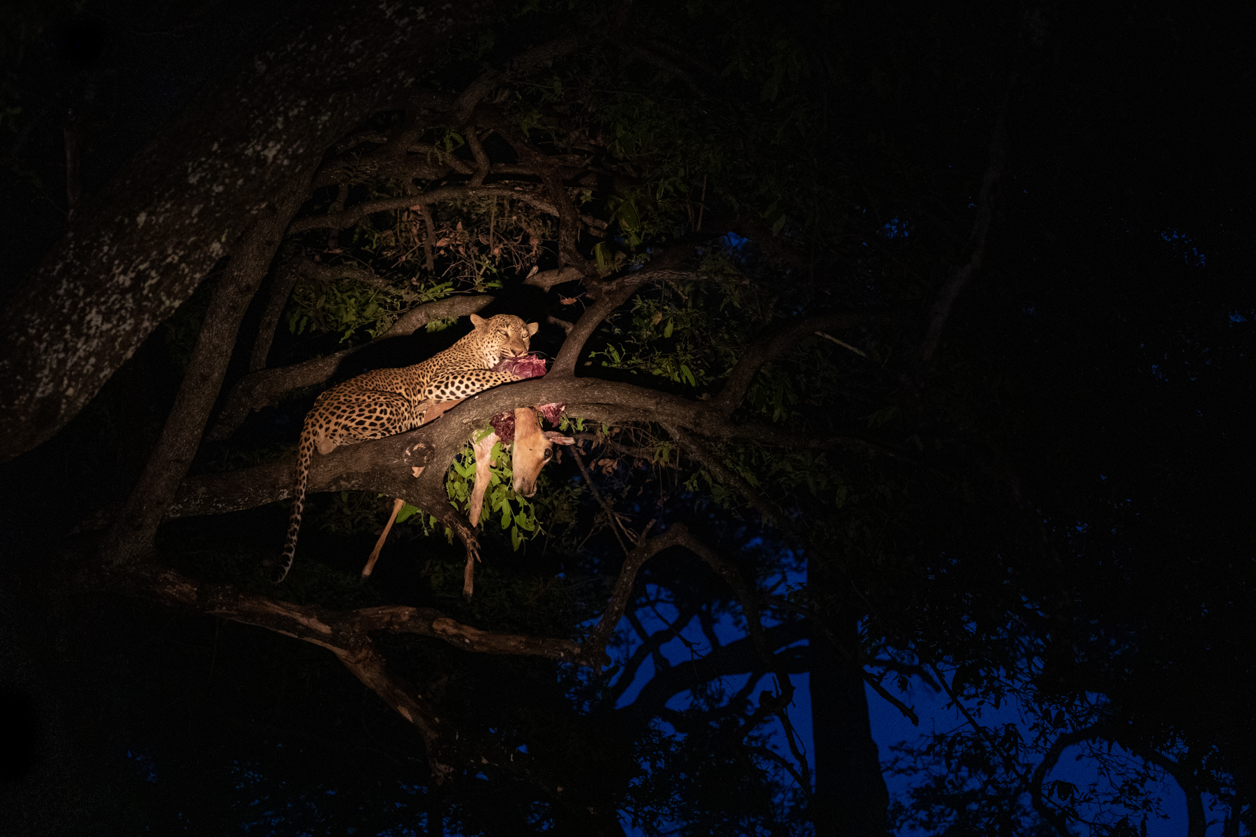 Found you! A male leopard with his Impala prey up an Ebony Tree during a night safari (image by Inger Vandyke)