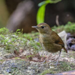 Quirky Lesser Shortwing (image by Pete Morris)
