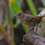 Lesser Shortwing (image by Pete Morris)