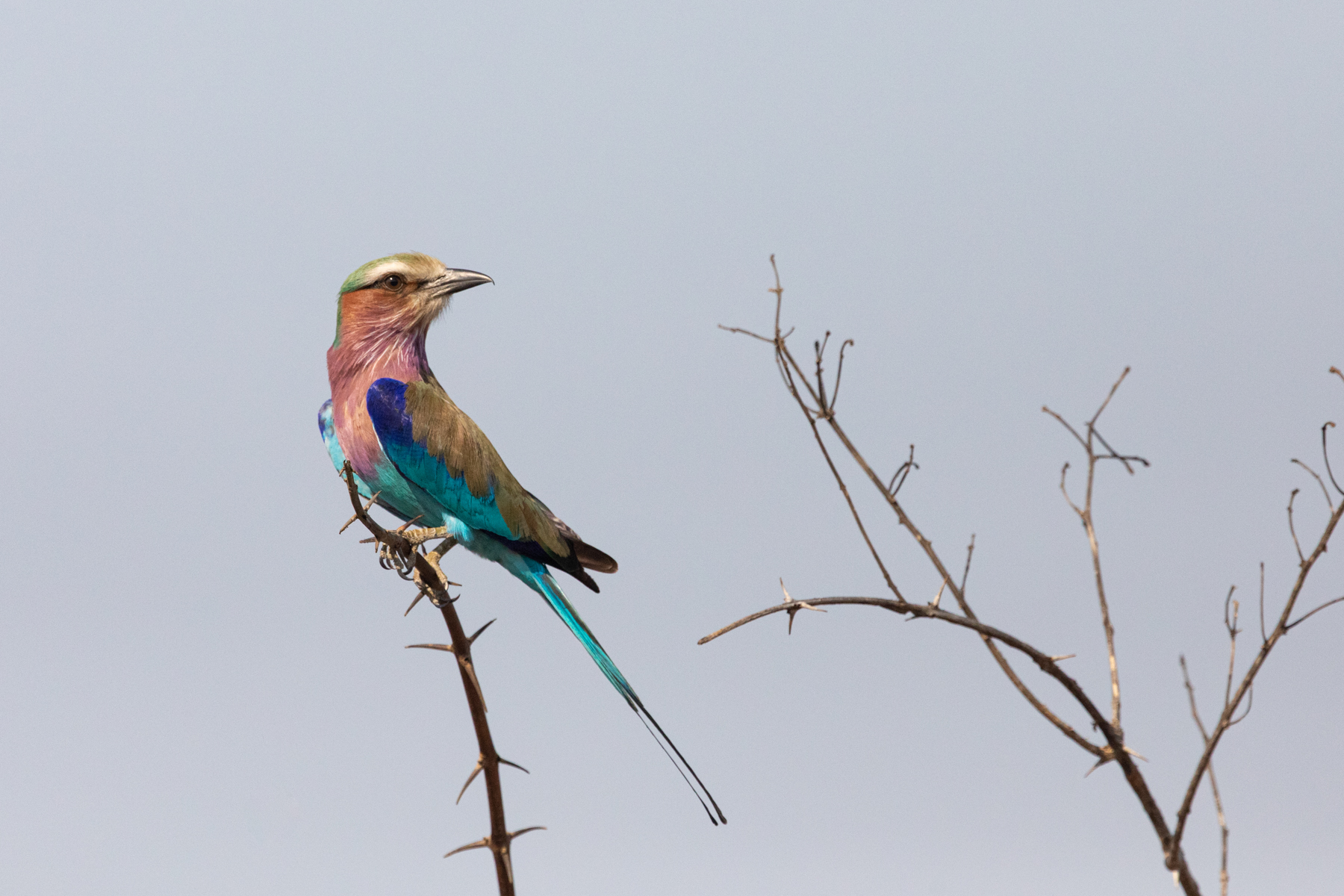 Although they are common, Lilac-breasted Rollers are almost always on a photographer's wishlist (image by Inger Vandyke)