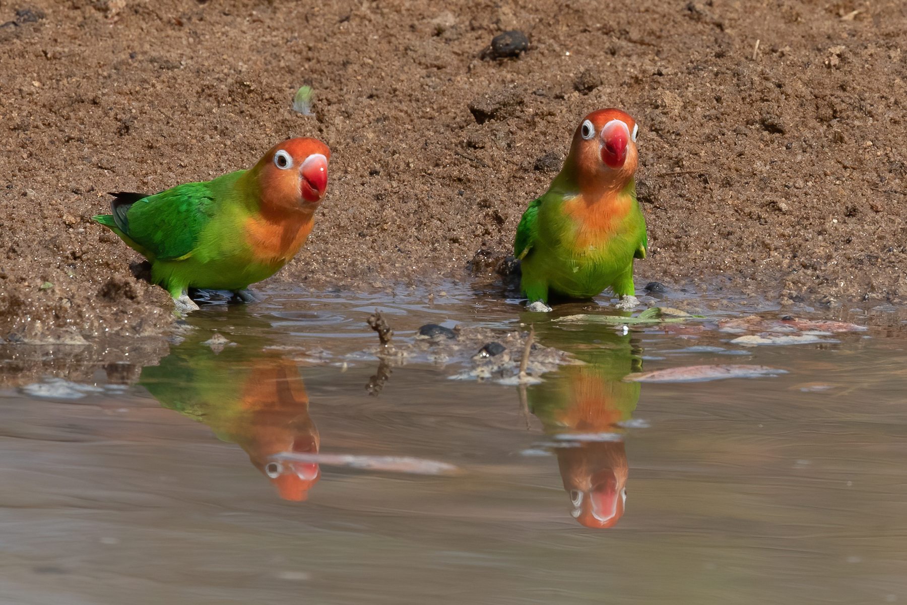 Gorgeous Lilian's Lovebirds taking a drink (image by Inger Vandyke)