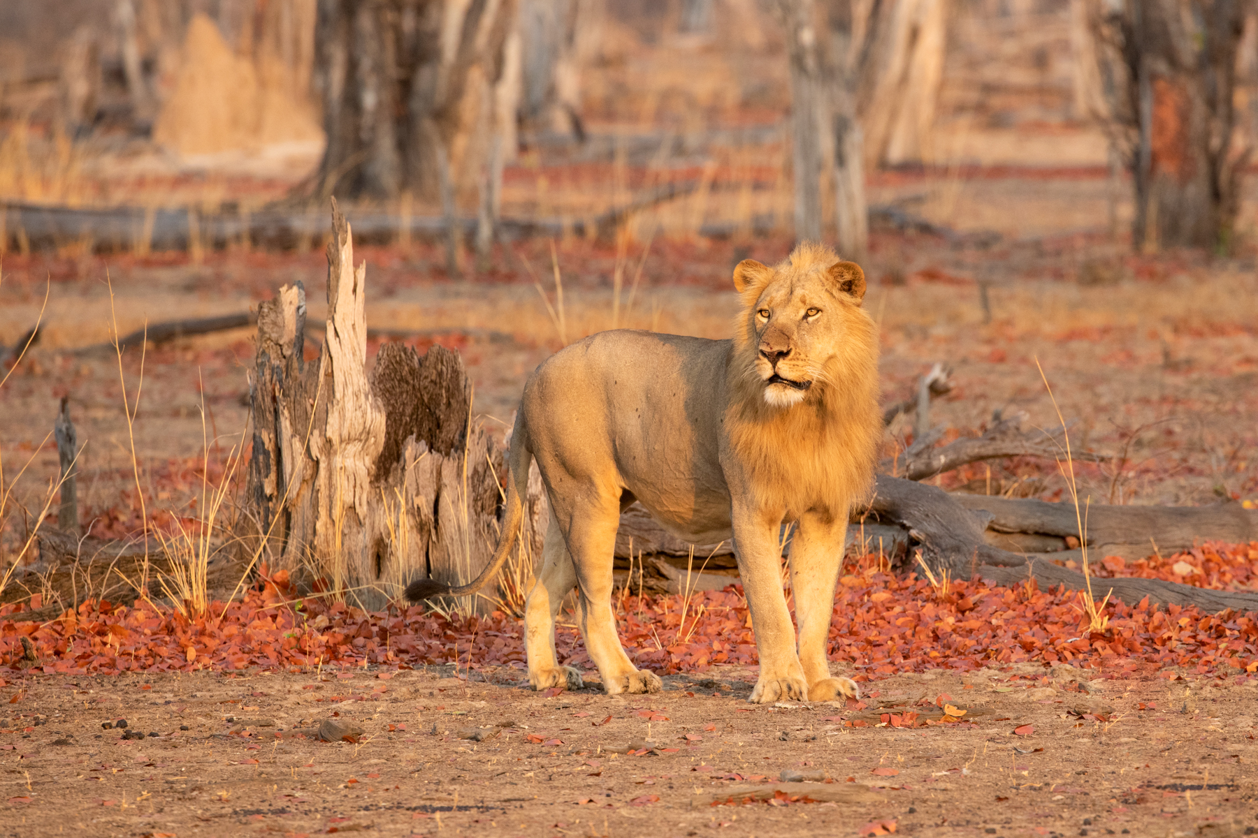 In the early light a young male lion poses in the parched mopane woodland of South Luangwa after wandering through swathes of dead red leaves (image by Inger Vandyke)