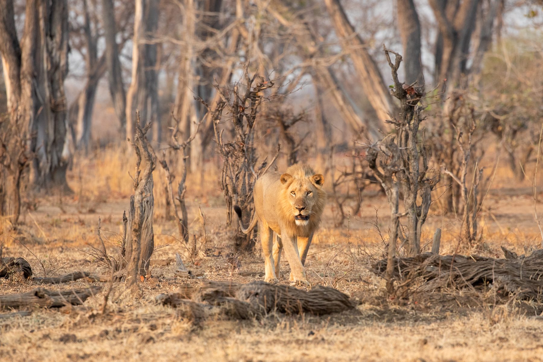 South Luangwa's varied landscapes include mopane and ebony woodland. Here a young male lion wanders through the Mopane (image by Inger Vandyke)