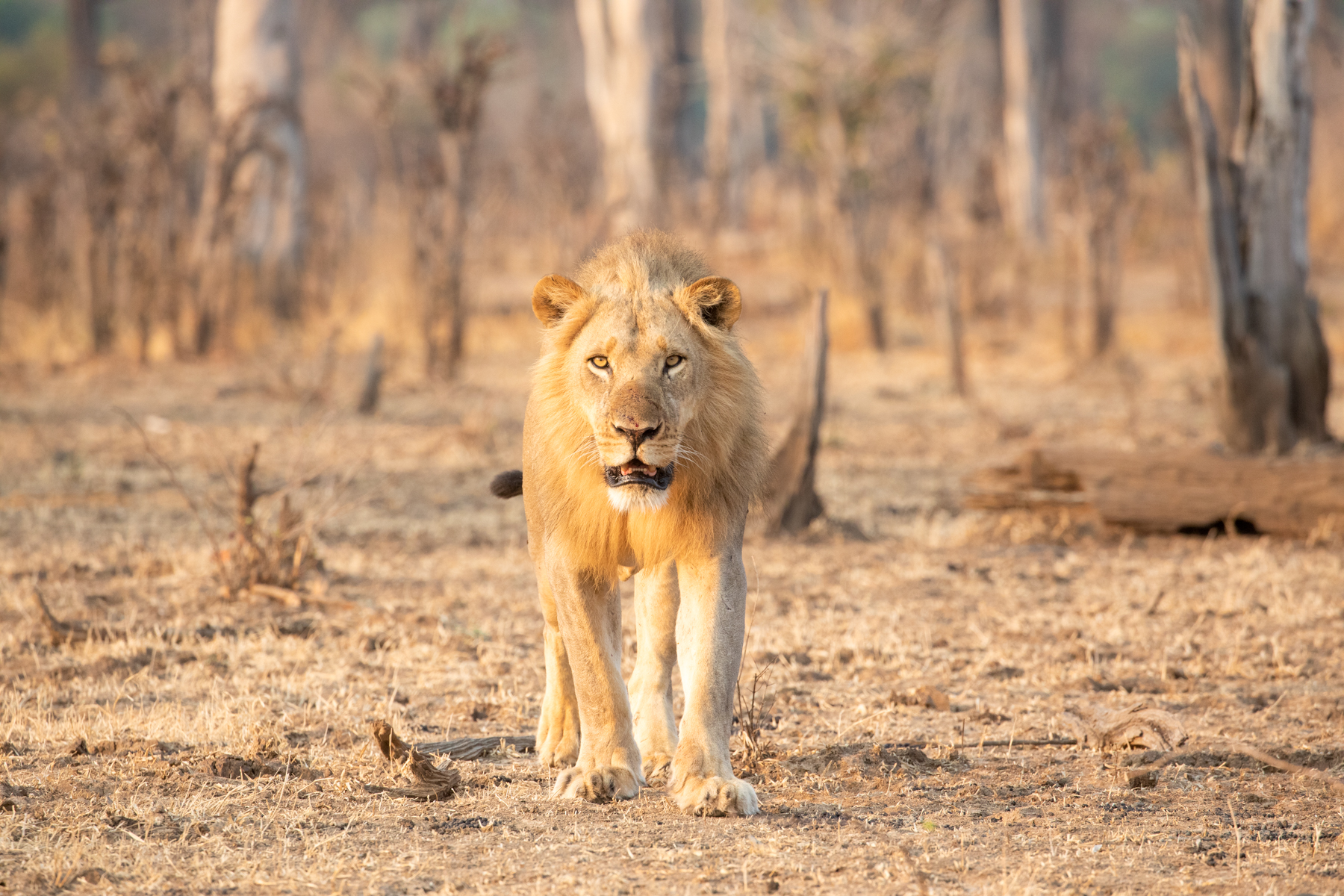 A young male lion wanders through the parched woodland of South Luangwa (image by Inger Vandyke)