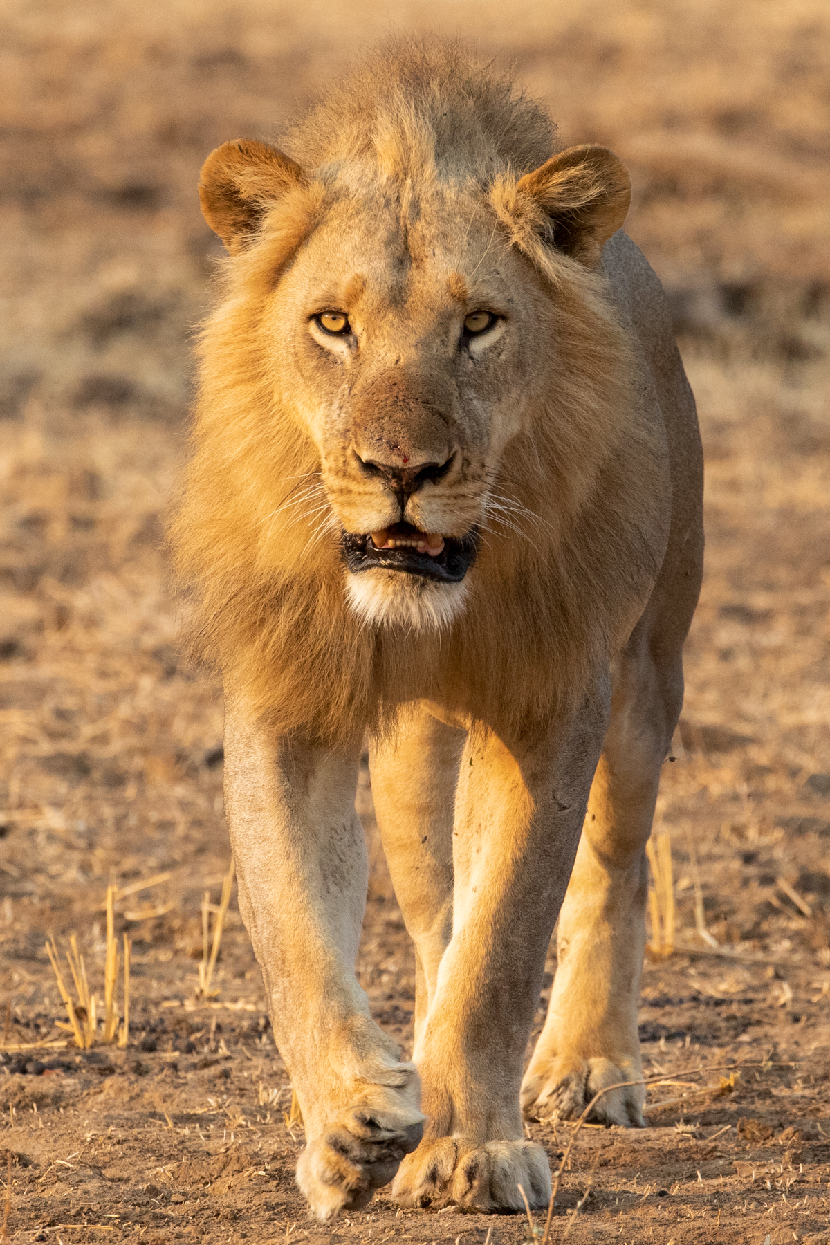 South Luangwa is not only a haven for leopards, it is also very well known for its lions (image by Inger Vandyke)