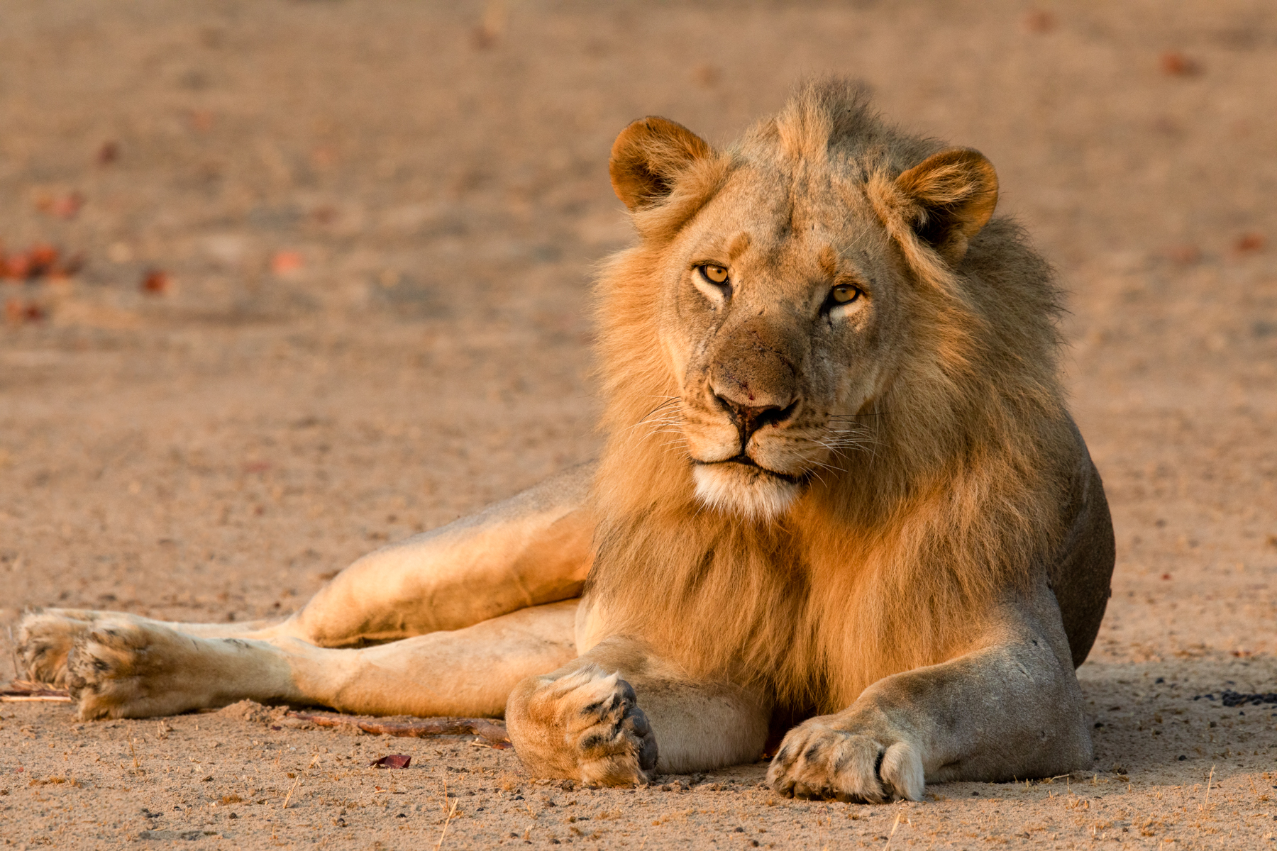 A male lion at sunrise. King of South Luangwa's woodlands (image by Inger Vandyke)
