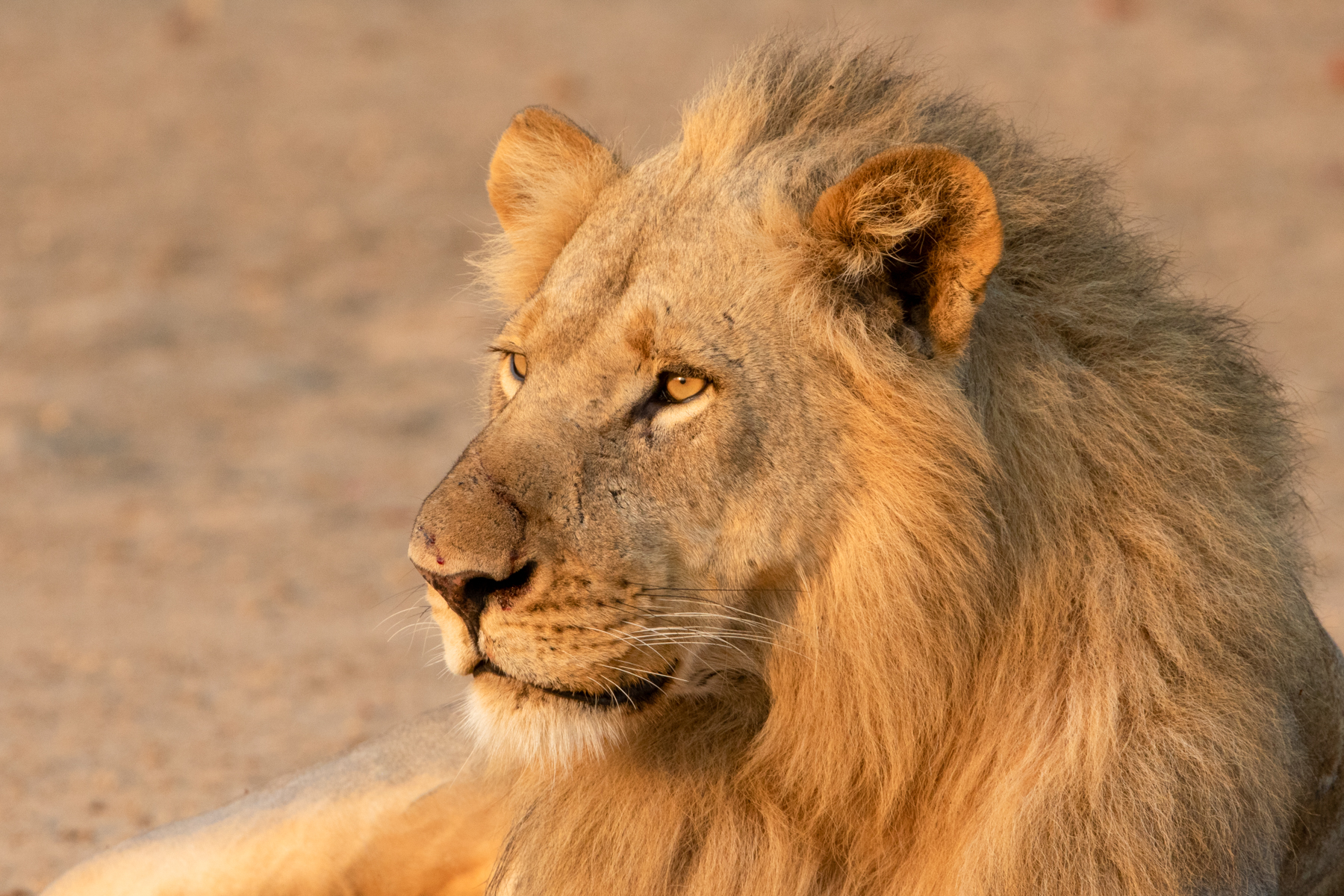 A majestic male lion at sunrise in South Luangwa (image by Inger Vandyke)