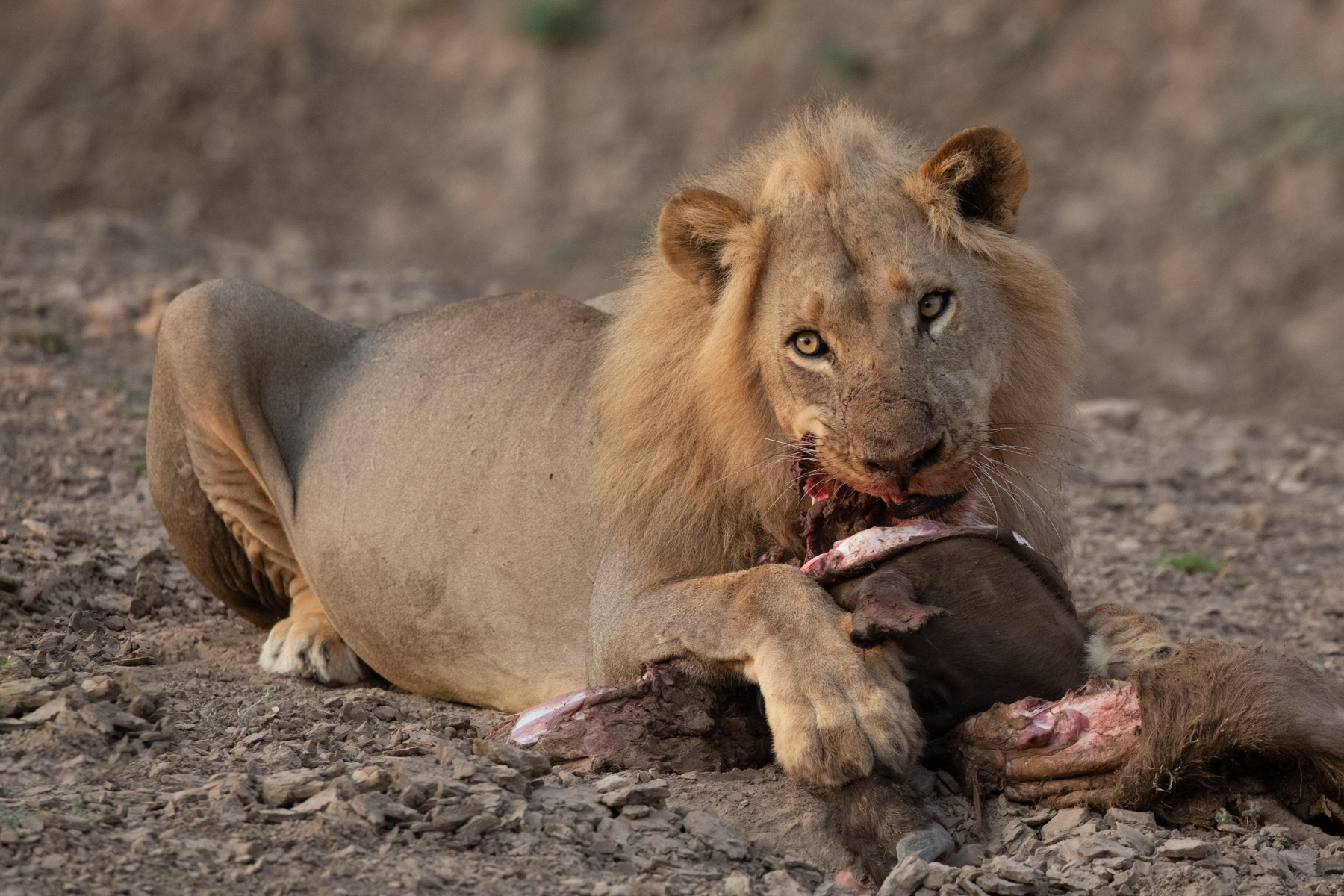 Nom nom nom! A male lion enjoys a breakfast of a young Wildebeest (image by Inger Vandyke)