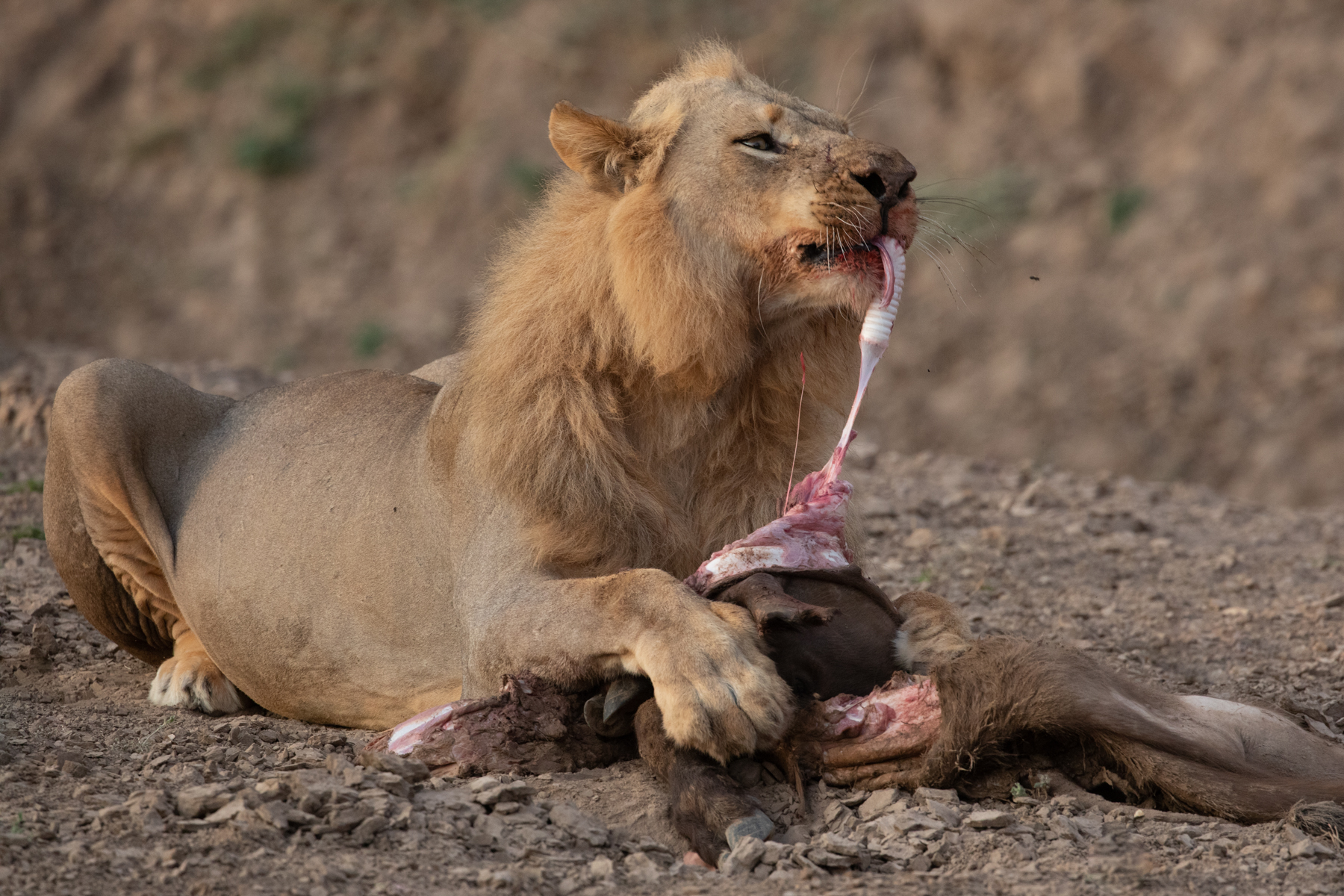 Blech! A male lion tears out the intestine (?) of its young Wildebeest prey (image by Inger Vandyke)