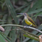 Little Spiderhunter (image by Pete Morris)