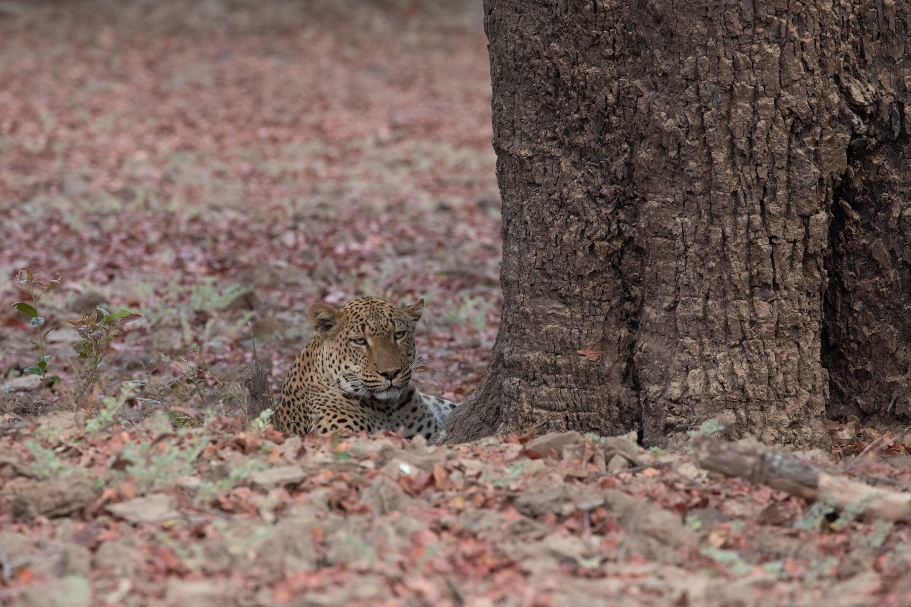 A male leopard takes a break at the base of an Ebony tree after stashing his prey of an Impala in the upper branches of the tree (image by Inger Vandyke)