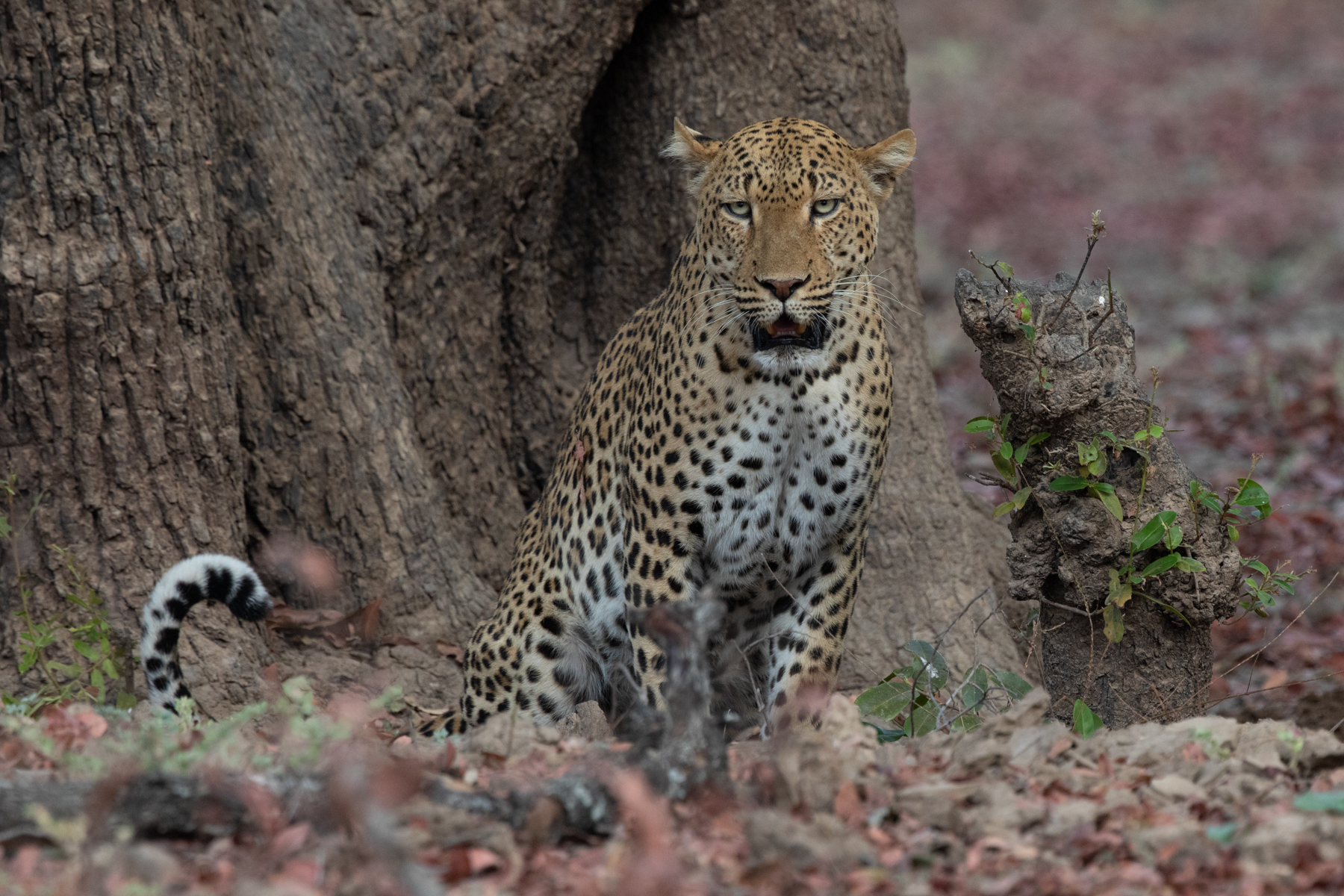 A male leopard looking singularly unimpressed by the heat of Africa (image by Inger Vandyke)