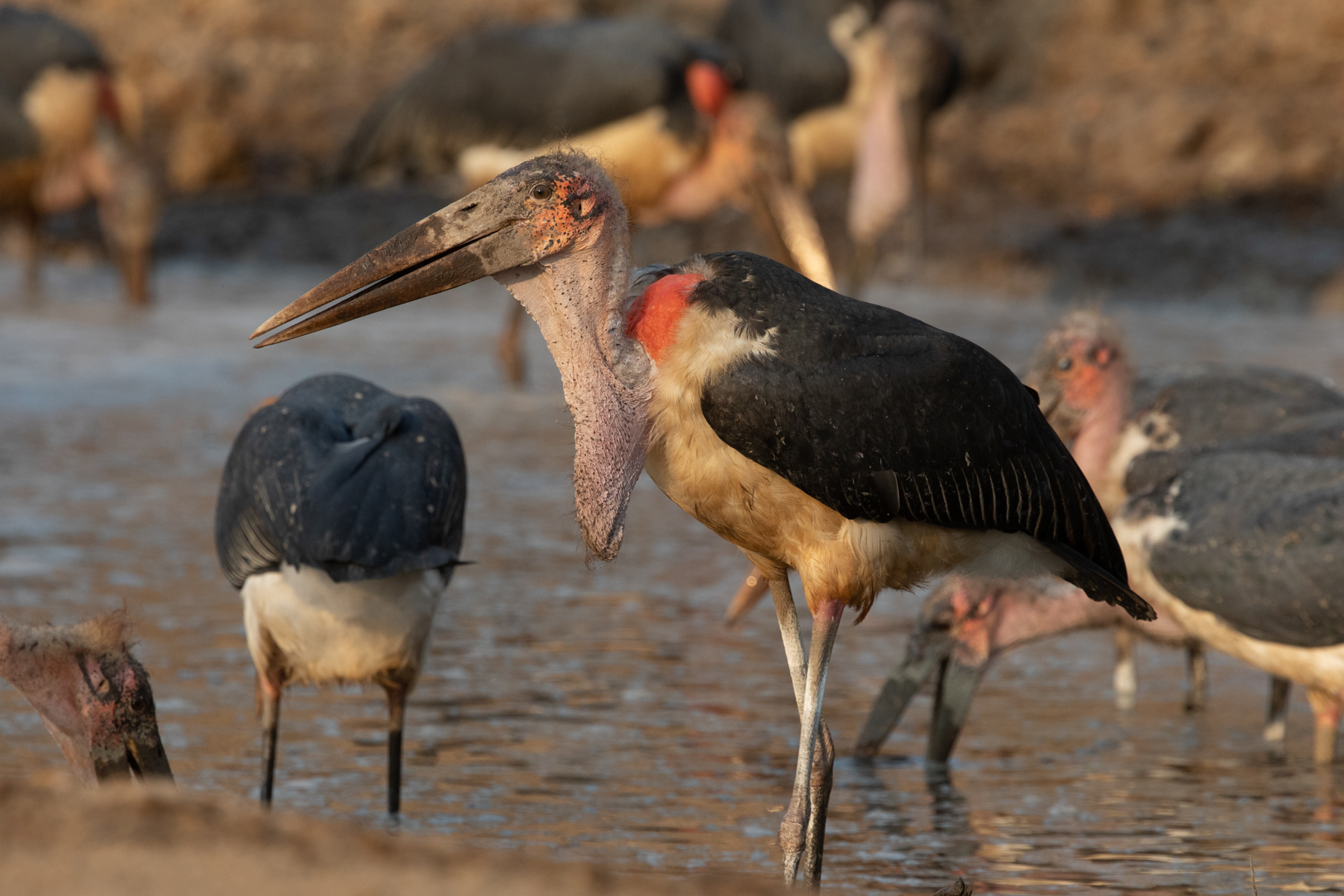 A flock of Marabou Storks in a drying pool with eels that they were enjoying for breakfast (image by Inger Vandyke)