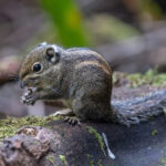 Maritime Striped Squirrel (image by Pete Morris)